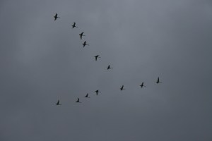 Getting ready to get into formation