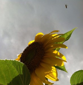 7967312386_1cfa3561c3_b