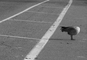 8440360682_6211b0e72a_b