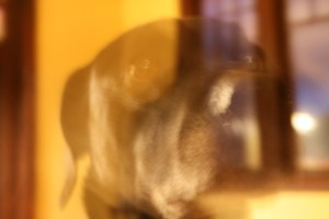 2224977554_581bfb9301_b