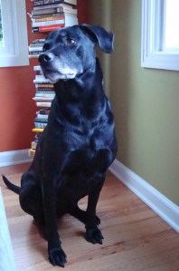 4616894891_db8e5c8bba_b