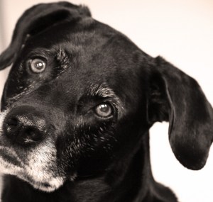 5154521429_8fba8367f8_b