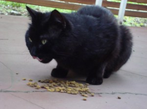 5788669410_dd5f58de70_b