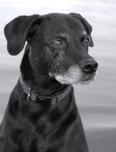 6782686535_f10c0ee9df_b