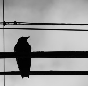 8377624411_bc015d132c_b